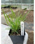 Eragrostis spectabilis горщик в садовому центрі